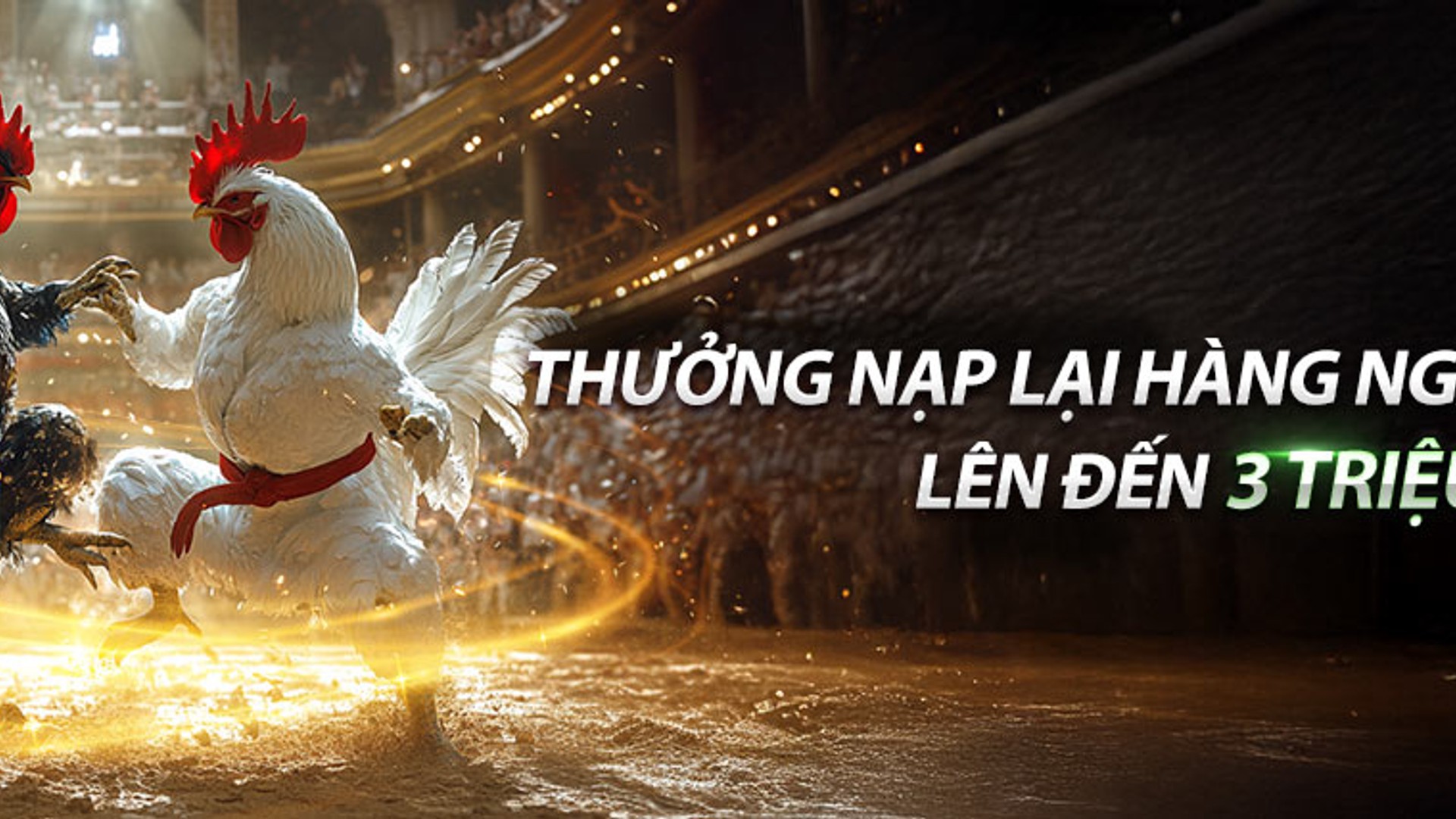 Hình ảnh một trận đá gà kịch tính tại đấu trường vn6