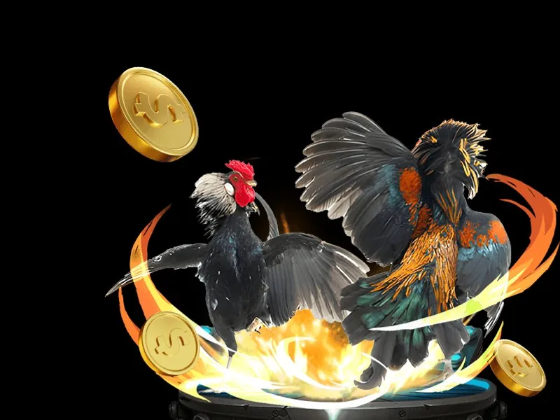 Hình ảnh đá gà Philippines